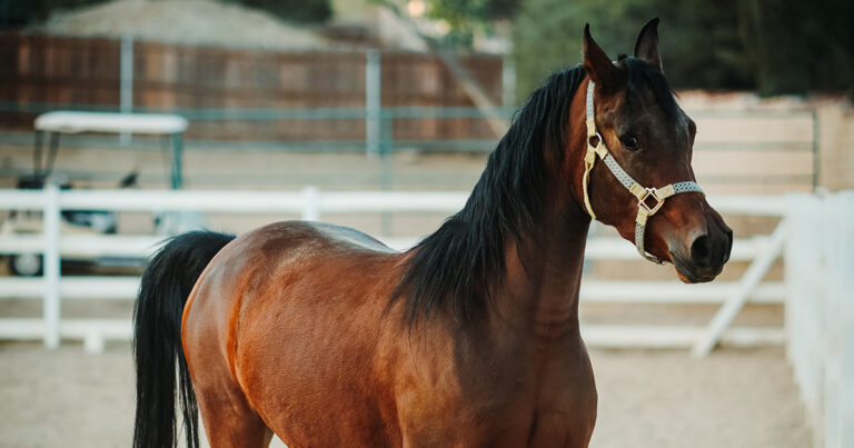 encefalomielite-equina:-o-que-e-preciso-saber-sobre-a-doenca?