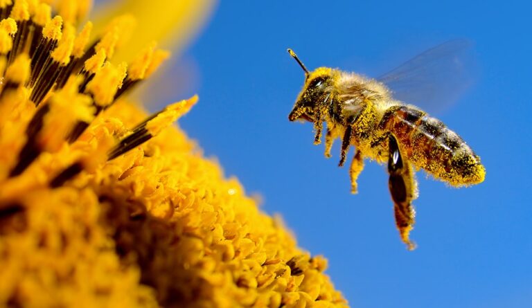 o-que-sao-plantas-meliferas-e-quais-as-principais-especies-no-brasil