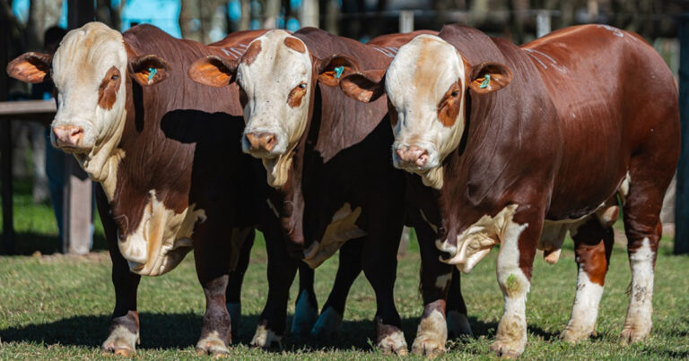 exposicao-em-alegrete-destaca-genetica-hereford-e-braford-da-fronteira-oeste