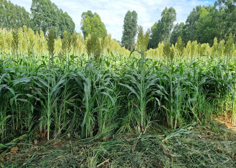 integracao-lavoura-pecuaria-pode-reduzir-o-uso-de-fertilizantes-e-impactos-no-clima