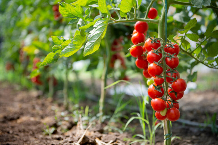 calor-e-o-vilao-das-plantacoes-de-hortifruti-brasileiras