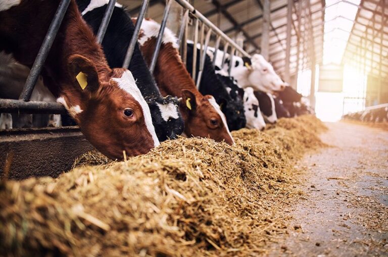 projeto-classifica-produtos-de-alimentacao-animal-como-bens-essenciais