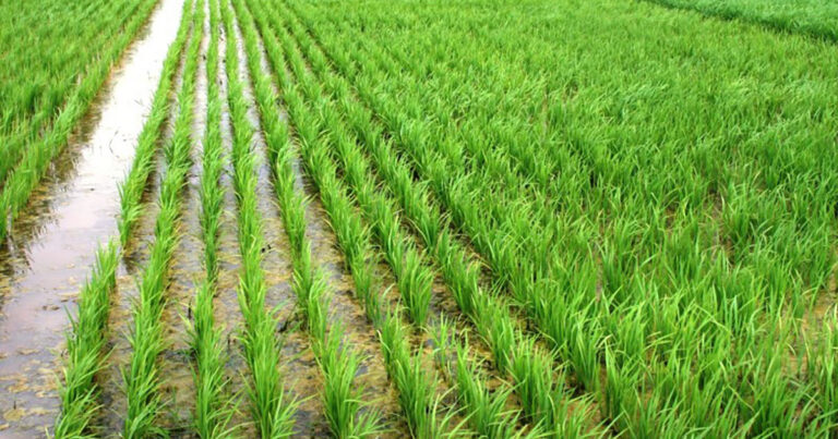 responsavel-por-70%-da-producao-nacional-de-arroz,-rio-grande-do-sul-sedia-a-34a-abertura-oficial-da-colheita-em-terras-baixas