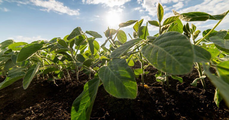 tecnologia-na-adubacao-pode-potencializar-o-rendimento-do-cultivo-da-soja