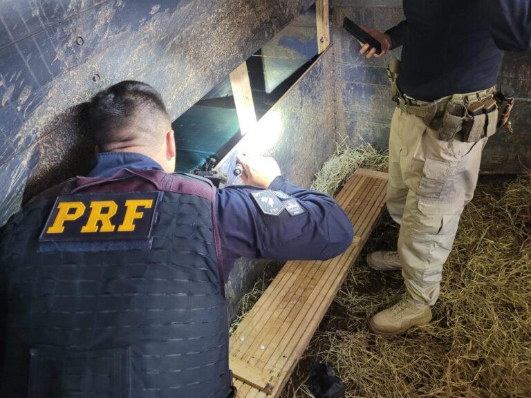 500-kg-cocaina-sao-apreendidos-em-caminhao-que-transportava-cavalos