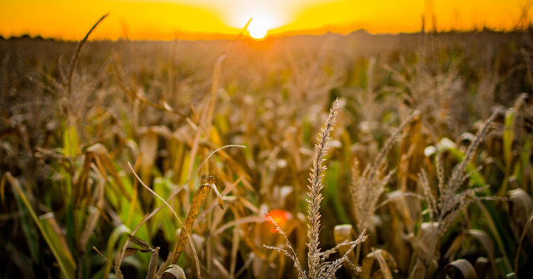 plataforma-de-solucoes-climaticas-baseada-em-ia,-meteum,-relata-reducao-de-custos-de-irrigacao-e-protecao-de-plantas-para-agroindustria