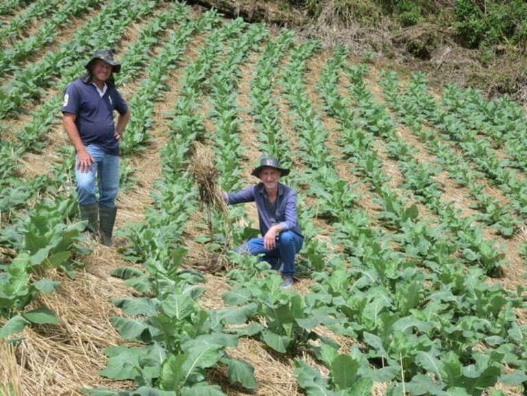 agricultor-atesta-eficiencia-de-modelo-de-producao-mediante-calor-excessivo-e-chuva-intensa