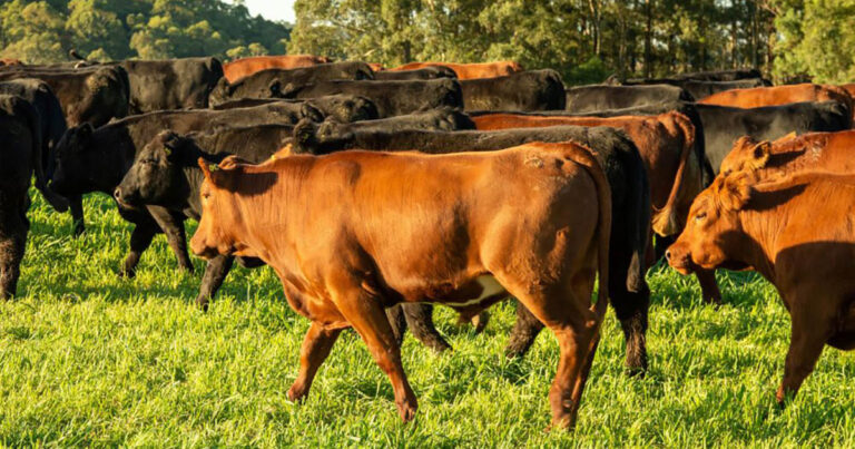 segundo-forum-da-carne-bovina-vai-debater-tecnologia-e-mercado-futuro-para-o-setor