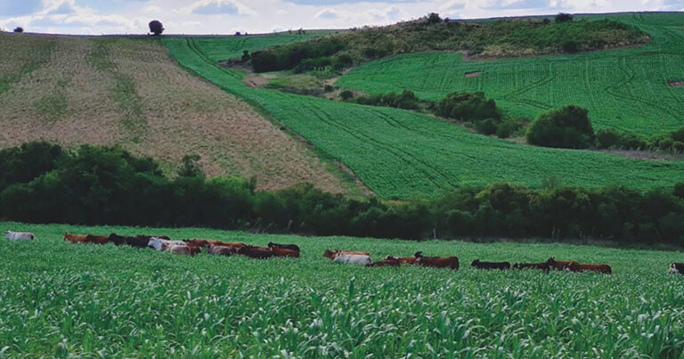 centro-de-referencia-vai-monitorar-tecnologias-para-mitigar-emissoes-da-pecuaria-gaucha