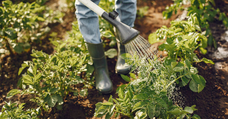 sebrae-e-fao-firmam-parceria-para-fortalecer-a-agricultura-familiar-no-brasil