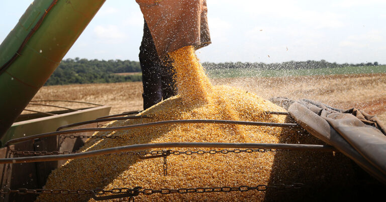 solucao-eleva-produtividade-de-milho-em-ate-6-sacas-por-hectare