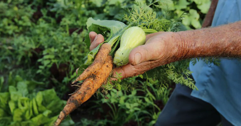 mais-de-500-toneladas-de-alimentos-da-agricultura-familiar-serao-doados-pelo-paa-em-municipios-gauchos