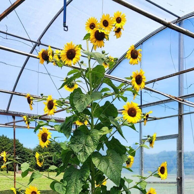 plantas-alimenticias-nao-convencionais-podem-ser-aliadas-contra-a-fome