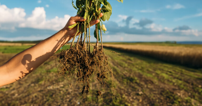 nem-quimico,-nem-biologico:-novidade-contra-nematoides-vem-de-um-extrato-vegetal