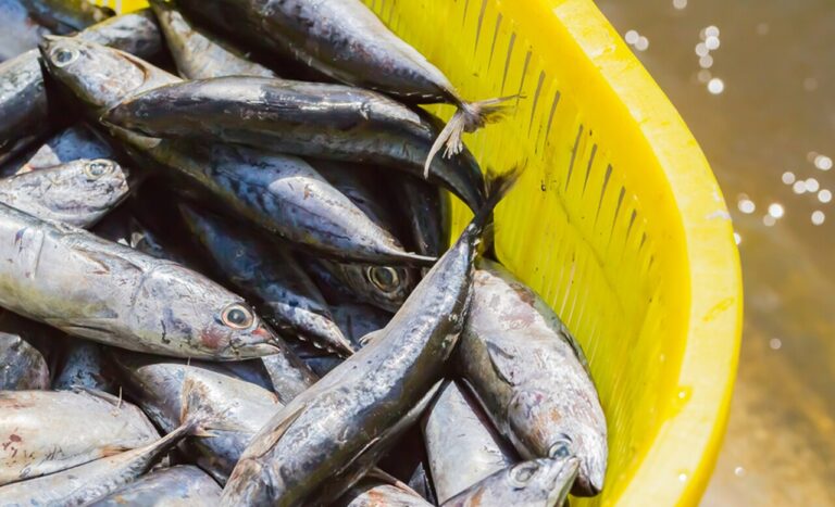 africa-do-sul-abre-mercado-para-pescados-brasileiros