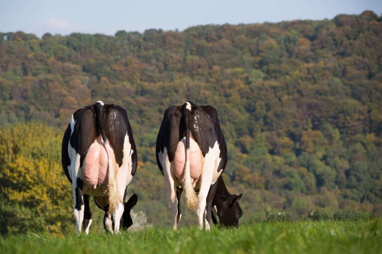 como-o-enchimento-ruminal-pode-ajudar-a-avaliar-a-dieta-das-vacas?