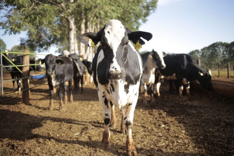 gangrena-gasosa-em-bovinos:-um-alerta-para-produtores-de-leite