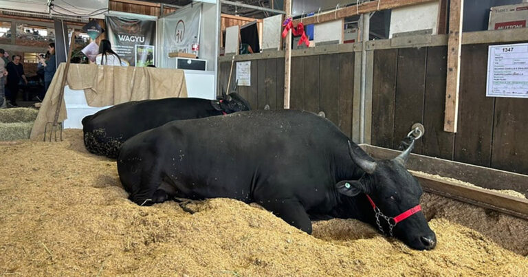 professores-e-estudantes-da-upf-apresentam-pesquisas-com-bovinos-da-raca-wagyu-na-expointer-2023