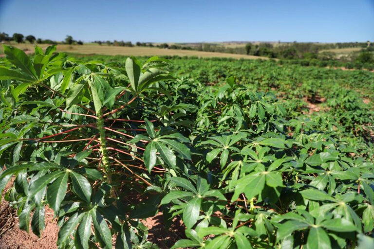 conab-realiza-levantamento-de-custos-de-producao-agricola