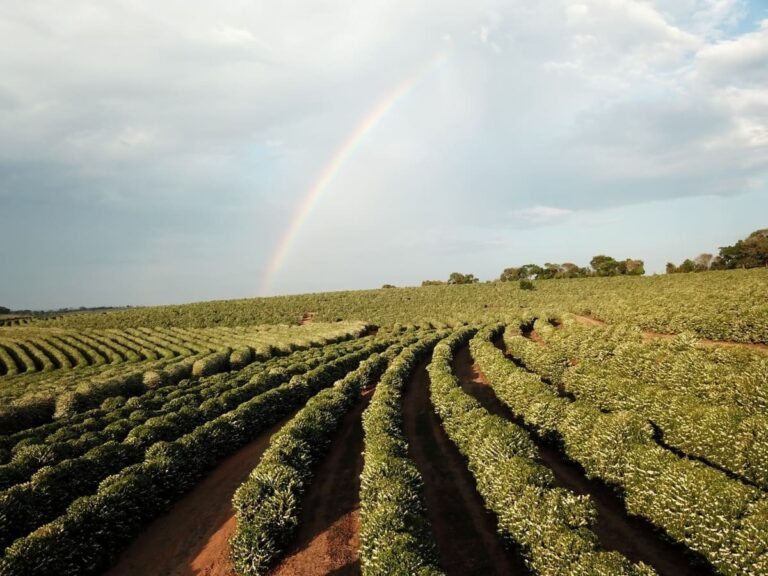 a-importancia-da-pulverizacao-pre-florada-no-cultivo-de-cafe