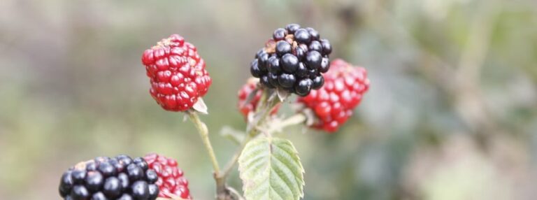 frutas-vermelhas:-a-nova-aposta-da-agricultura-familiar-em-minas-gerais