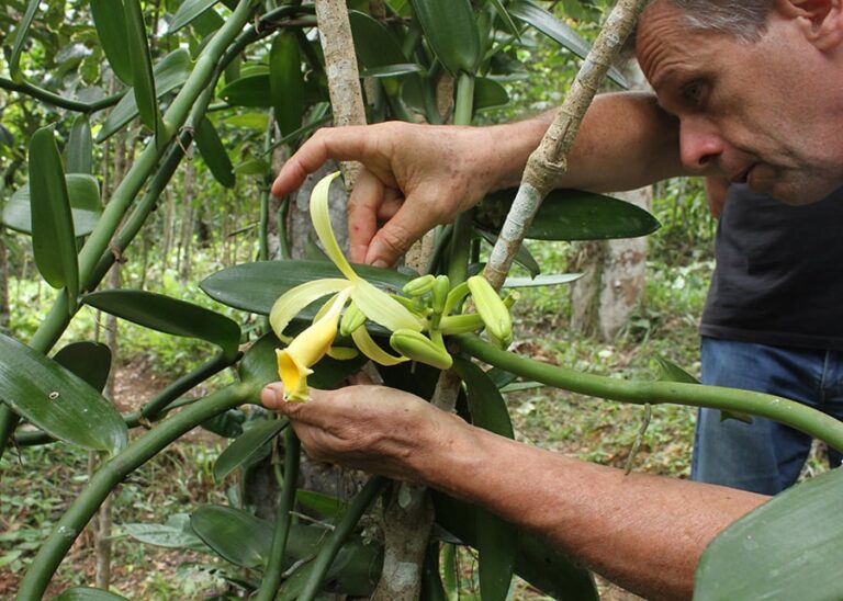 cacadores-de-baunilha:-pesquisadores-cruzam-o-brasil-para-coletar-amostras