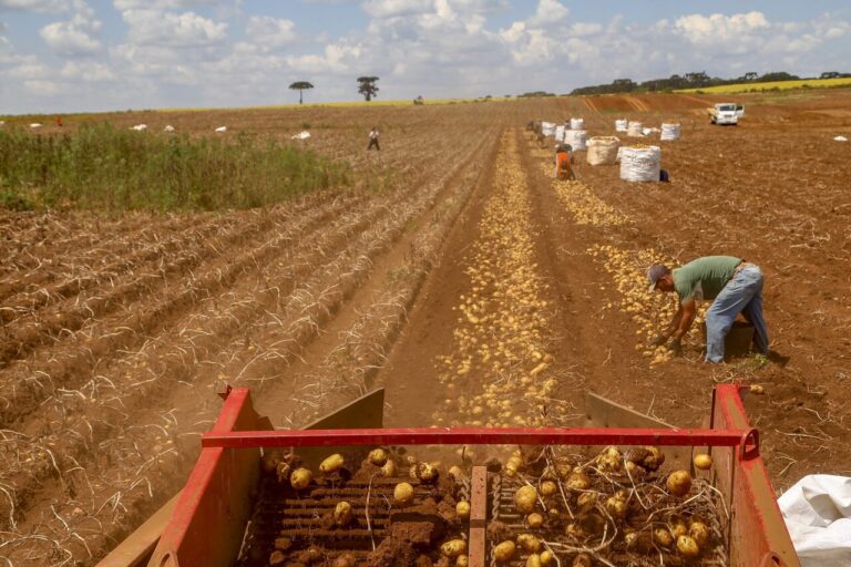 primeira-safra-de-batata-rende-392,2-mil-toneladas-no-parana