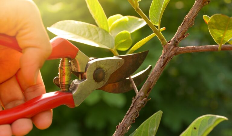 como-podar-suas-plantas-de-maneira-correta