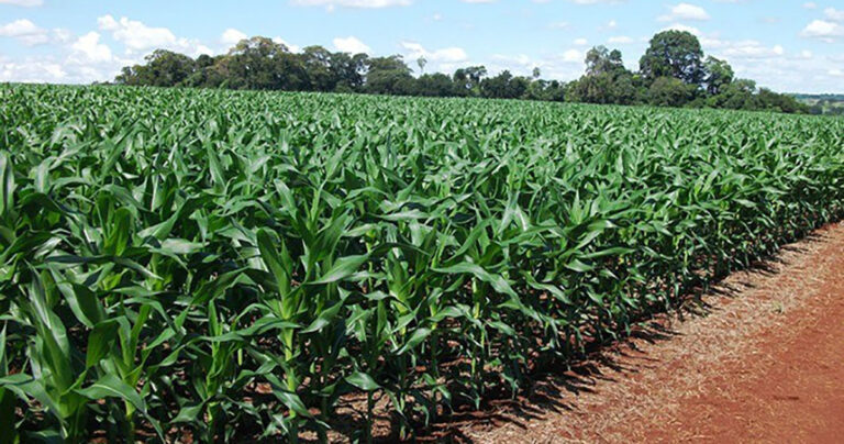 conab-divulga-boletim-de-monitoramento-agricola-com-analise-das-condicoes-dos-cultivos-de-segunda-e-terceira-safras