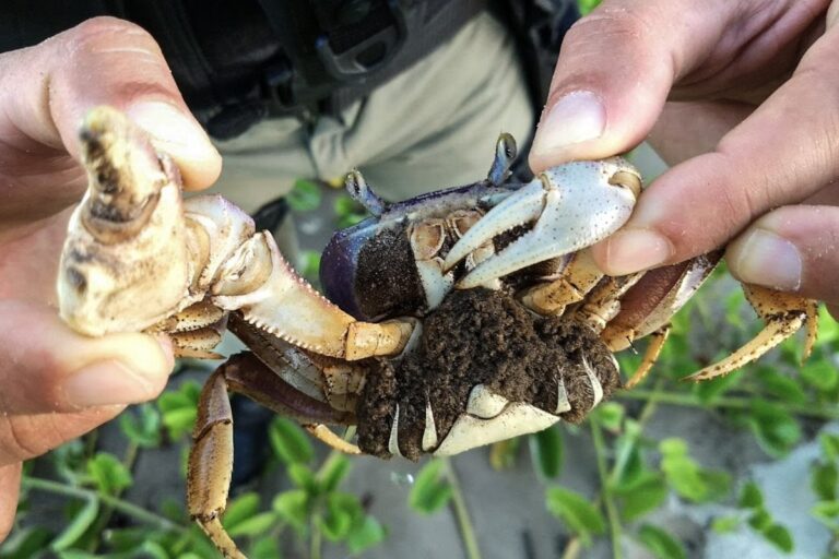 proibicao-da-pesca-do-caranguejo-uca-comeca-nesta-sexta-feira-no-parana