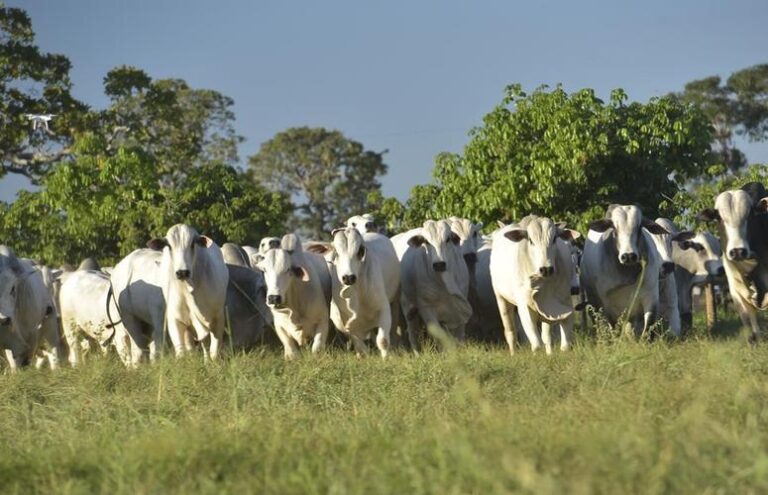 precos-da-arroba-do-boi-em-queda?-veja-cotacoes-de-hoje