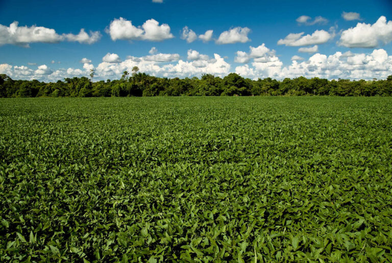 stf-determina-que-monsanto/bayer-restitua-mais-de-r$-10-bilhoes-aos-produtores-de-mt