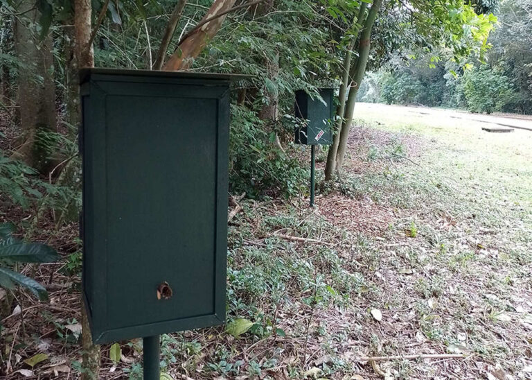 oito-especies-de-abelhas-sem-ferrao-sao-identificadas-em-refugio-biologico-no-parana