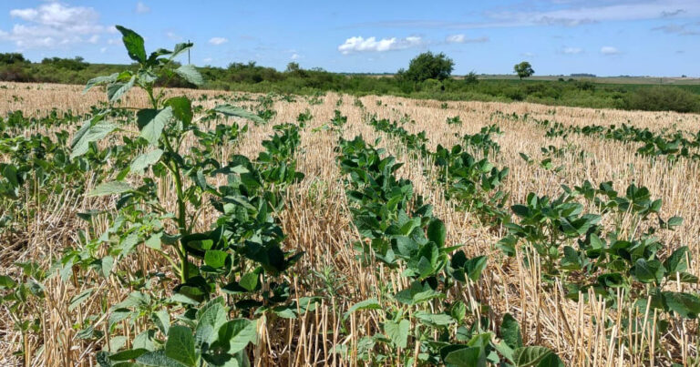 controle-de-plantas-daninhas-e-fundamental-para-obter-altas-produtividades-de-soja-na-regiao-sul