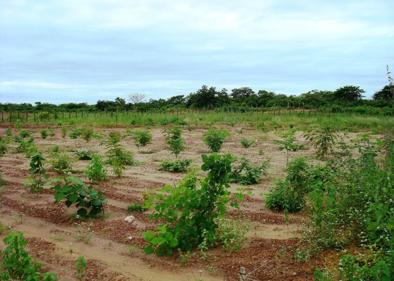 sistemas-integrados-de-producao-aumentam-materia-organica-em-solos-da-caatinga