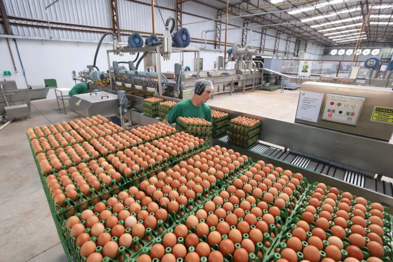 parana-amplia-participacao-na-producao-nacional-de-frangos,-leite,-ovos-e-suinos