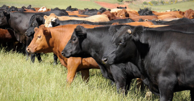 confinamento-dos-bovinos-de-corte-exige-importantes-praticas-de-manejo-para-alta-sustentabilidade