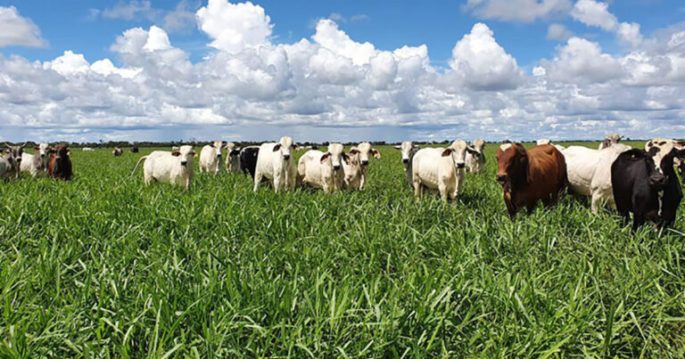 embrapa-valida-diretrizes-tecnicas-para-producao-de-carne-baixo-carbono-(cbc)