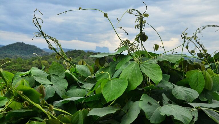 mucuna:-importancia-desta-planta-e-como-usa-la-na-adubacao-verde