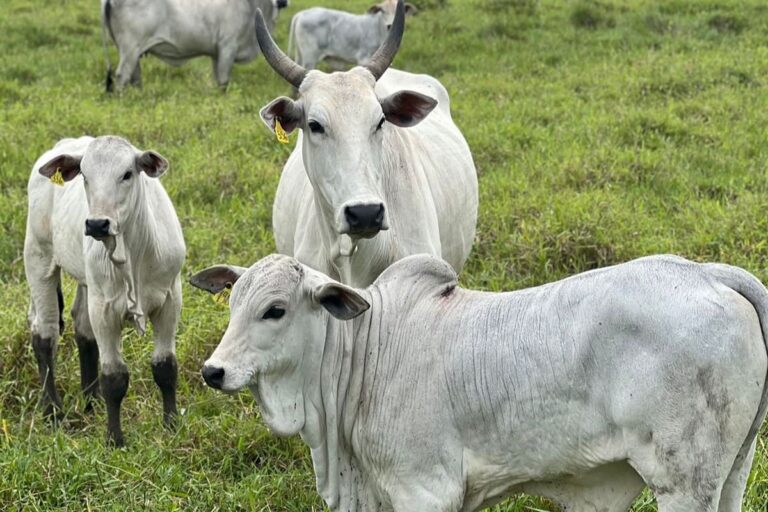 sistema-de-cria-na-pecuaria-de-corte:-conheca-suas-caracteristicas