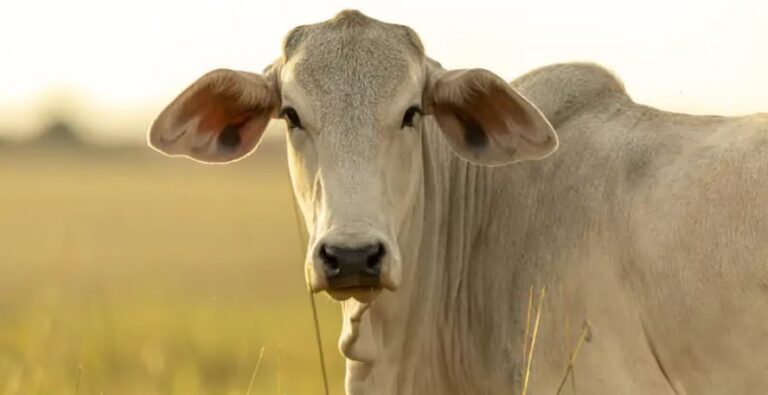 preco-da-arroba-do-boi-gordo-vai-cair-nos-proximos-meses?-veja