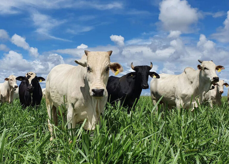 embrapa-valida-diretrizes-tecnicas-para-producao-de-carne-baixo-carbono