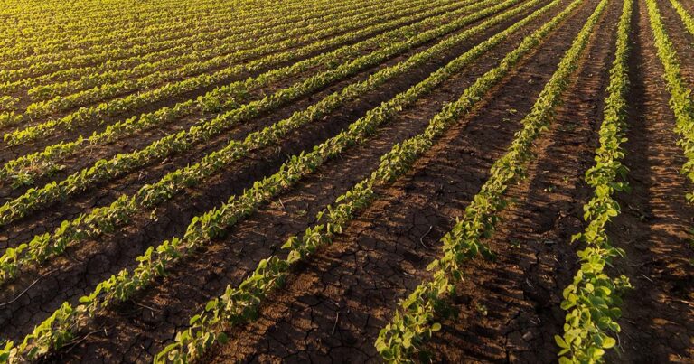 dessecacao-pre-plantio-pode-elevar-a-produtividade-das-lavouras