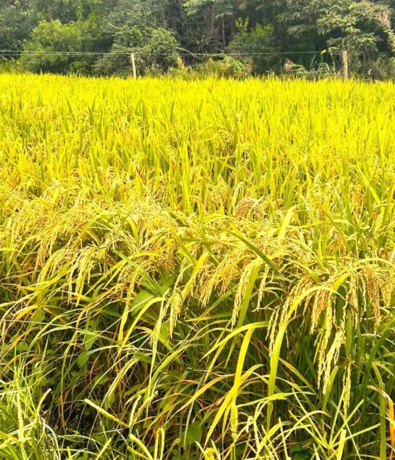 nova-linhagem-de-arroz-de-terras-altas-e-apresentada-por-pesquisadores