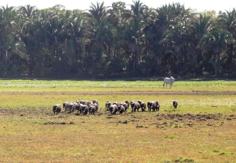 entidades-discutem-desenvolvimento-sustentavel-do-pantanal-brasileiro