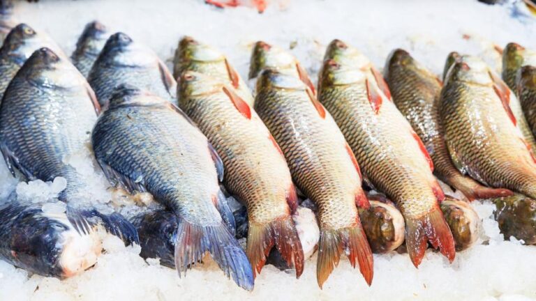 pesca:-governo-define-limite-de-captura-em-2024-para-especies-selecionadas