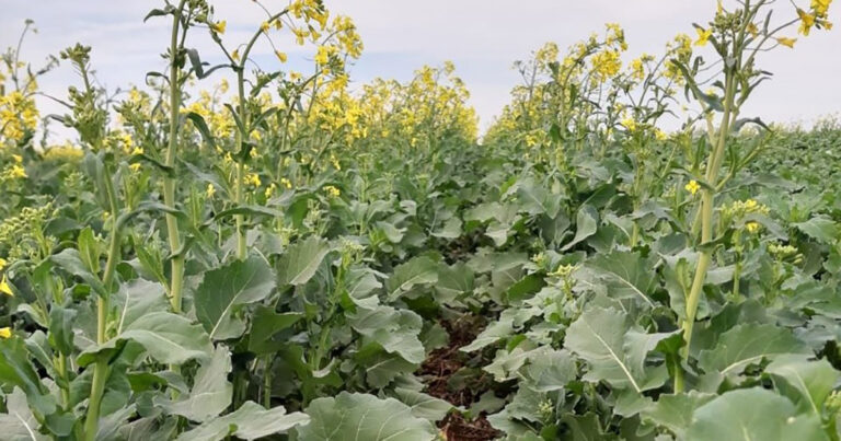 incremento-de-boro-pode-ser-o-diferencial-no-cultivo-de-canola