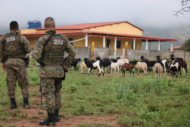 sitio-com-criacao-de-caprinos-e-ovinos-era-fachada-para-roca-de-maconha