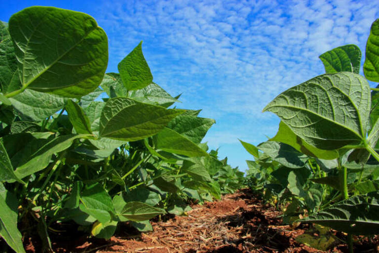 deral-destaca-aumento-na-area-de-feijao-e-divulga-estimativa-da-safra-de-inverno-no-parana