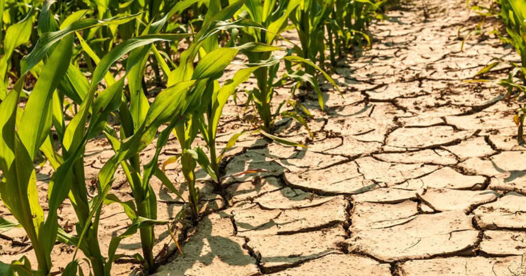 agricultores-driblam-consequencias-de-falta-de-chuva-com-adubacao-biologica